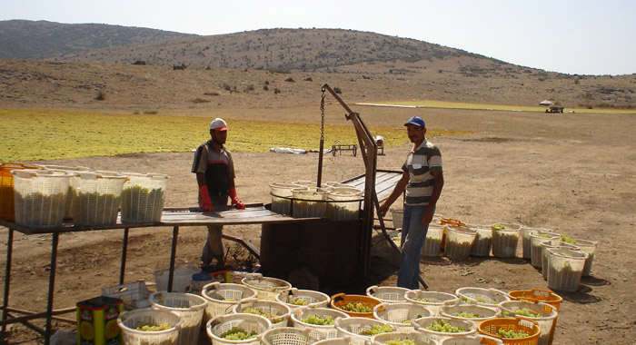 Çiftçi Programı